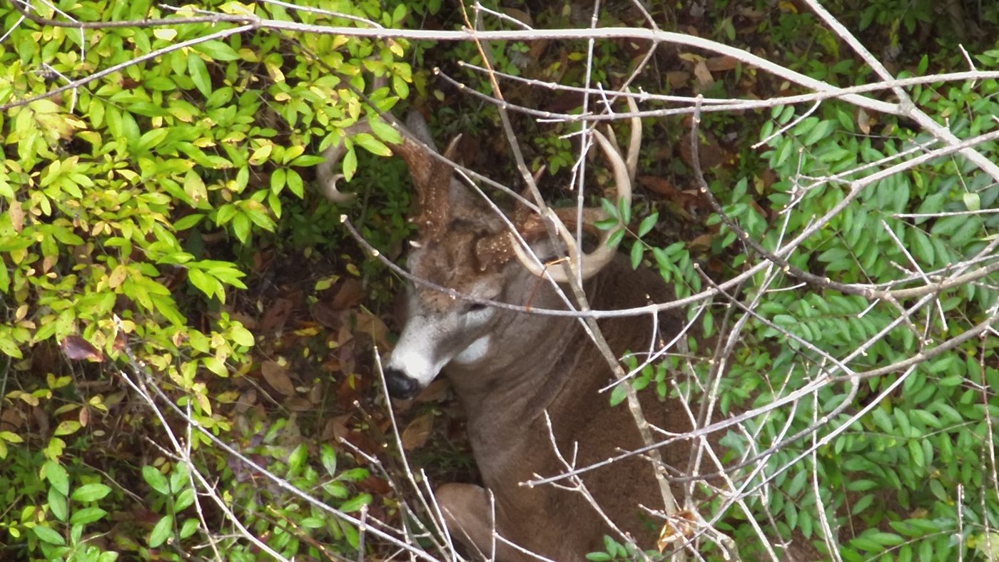 Aerial drone view of whitetail deer located in dense brush